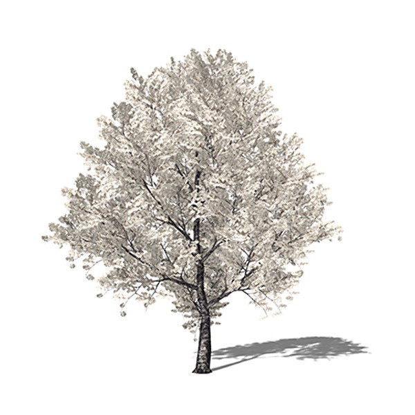 lwo xfrogplants blossoming yoshino cherry - XfrogPlants Blossoming Yoshino Cherry by xfrog