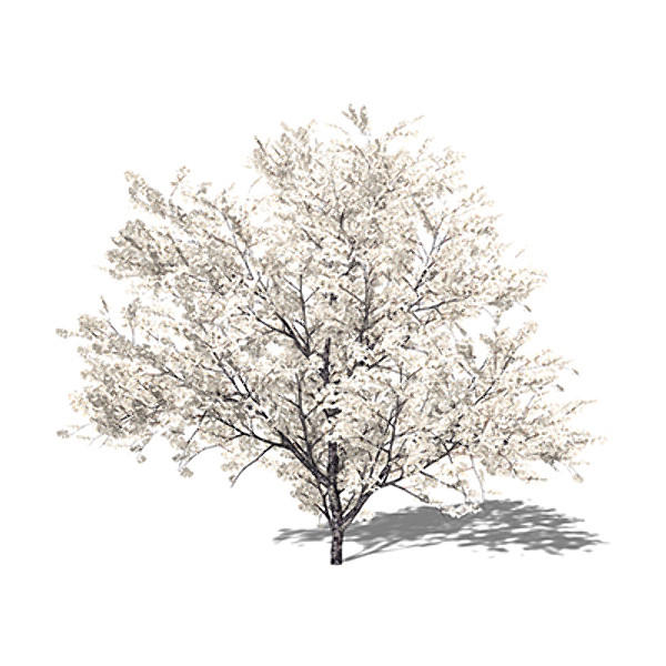 lwo xfrogplants blossoming yoshino cherry - XfrogPlants Blossoming Yoshino Cherry by xfrog