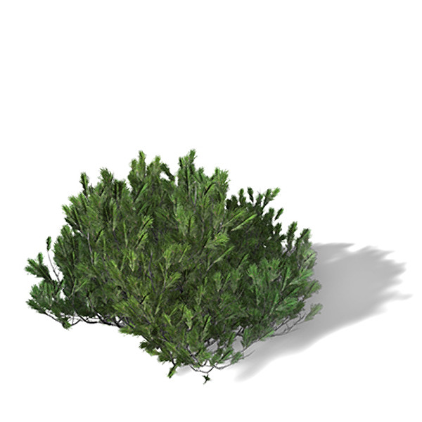 3d xfrogplants mugo pine shrub - XfrogPlants Mugo Pine by xfrog