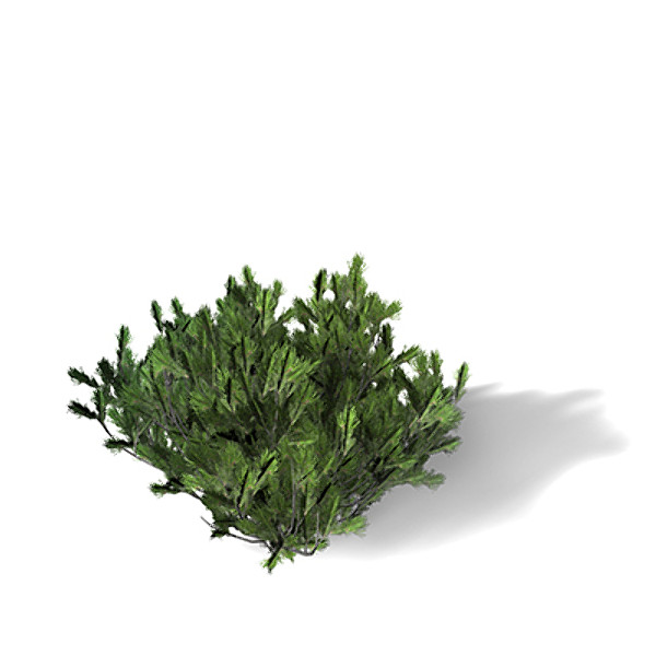 3d xfrogplants mugo pine shrub - XfrogPlants Mugo Pine by xfrog