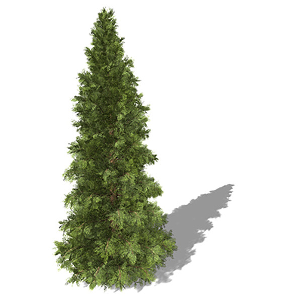 3d xfrogplants western red cedar model - XfrogPlants Western Red Cedar by xfrog