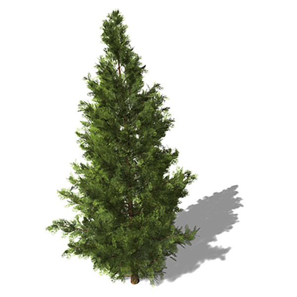 3d xfrogplants western red cedar model - XfrogPlants Western Red Cedar by xfrog