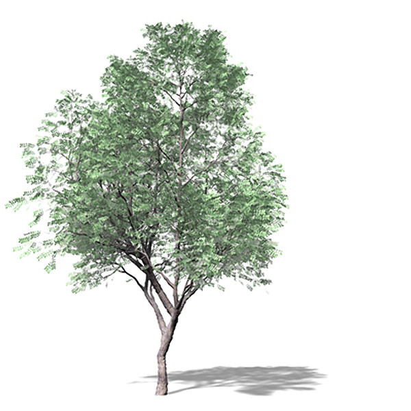 3d model xfrogplants kentucky coffeetree tree - XfrogPlants Kentucky Coffeetree by xfrog