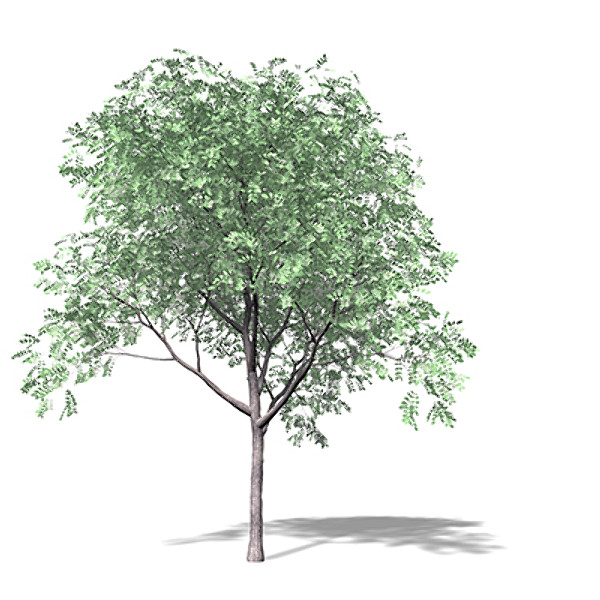3d model xfrogplants kentucky coffeetree tree - XfrogPlants Kentucky Coffeetree by xfrog