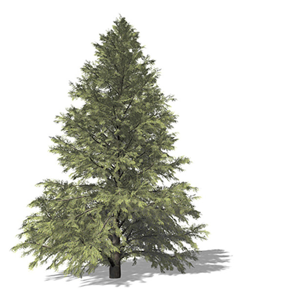 3d model xfrogplants eastern hemlock tree - XfrogPlants Eastern Hemlock by xfrog