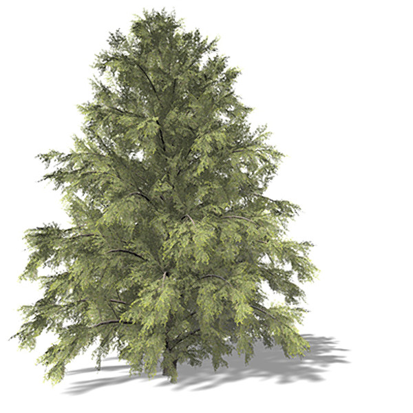 3d model xfrogplants eastern hemlock tree - XfrogPlants Eastern Hemlock by xfrog