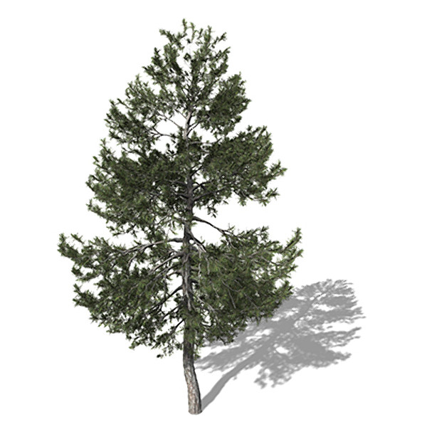 xfrogplants austrian black pine max - XfrogPlants Austrian Black Pine EU by xfrog