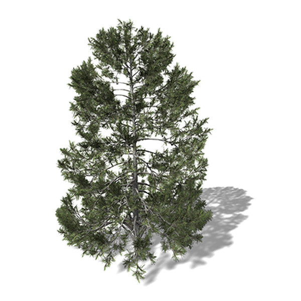xfrogplants austrian black pine max - XfrogPlants Austrian Black Pine EU by xfrog