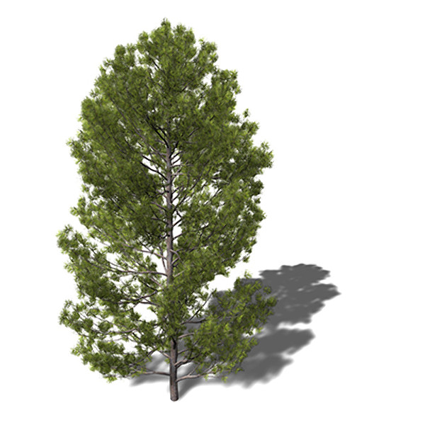 3dsmax xfrogplants japanese white pine - XfrogPlants Japanese White Pine by xfrog