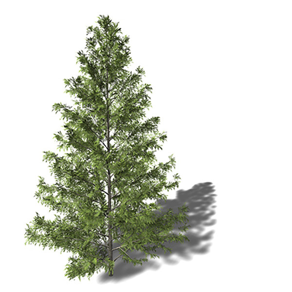 3d xfrogplants northern japanese hemlock model - XfrogPlants Northern Japanese Hemlock by xfrog