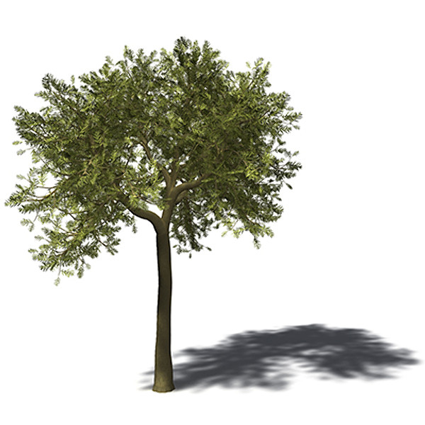 max xfrogplants yellowwood tree - XfrogPlants Yellowwood by xfrog