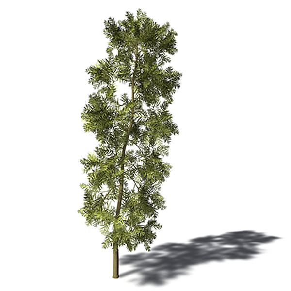 max xfrogplants yellowwood tree - XfrogPlants Yellowwood by xfrog