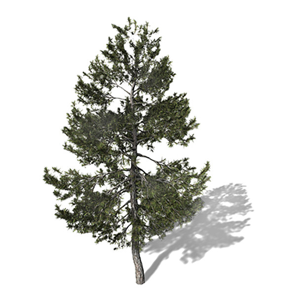 3d model xfrogplants austrian black pine - XfrogPlants Austrian Black Pine by xfrog