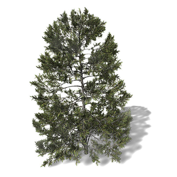 3d model xfrogplants austrian black pine - XfrogPlants Austrian Black Pine by xfrog