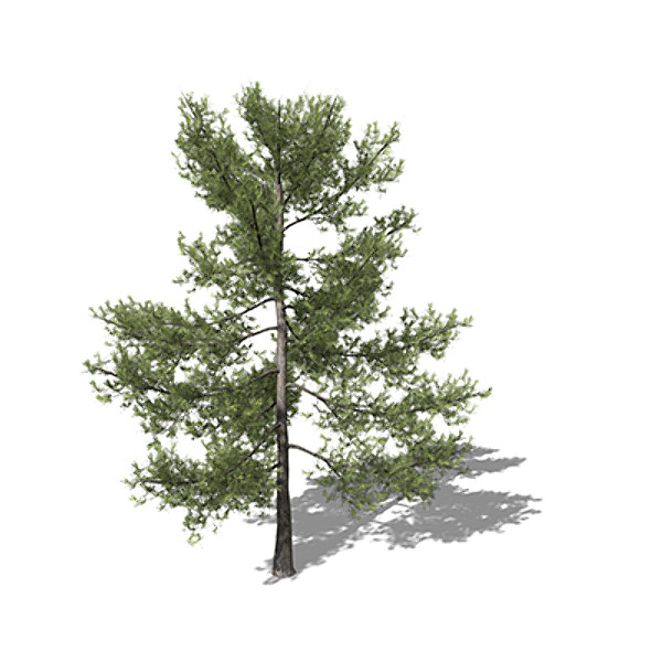 xfrogplants eastern white pine 3d max - XfrogPlants Eastern White Pine by xfrog