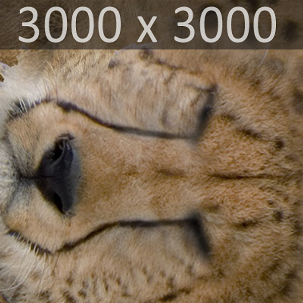 directx cheetah cat feline - Cheetah by NONECG