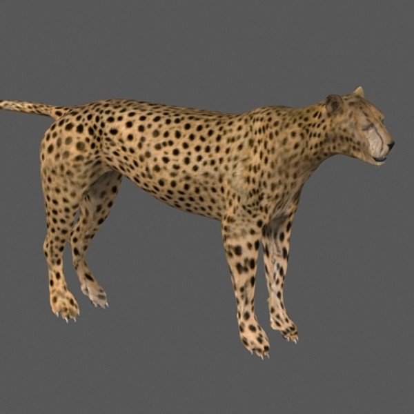 directx cheetah cat feline - Cheetah by NONECG