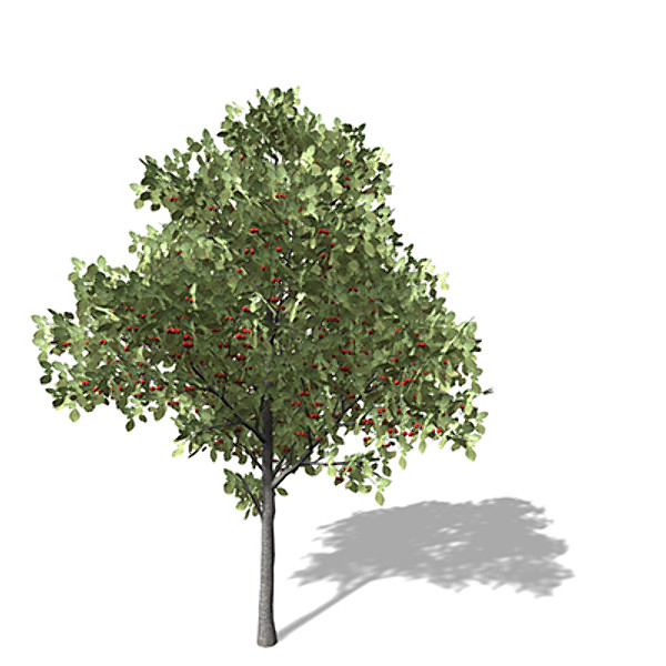 xfrogplants sweet cherry tree 3d 3ds - XfrogPlants Sweet Cherry Tree by xfrog