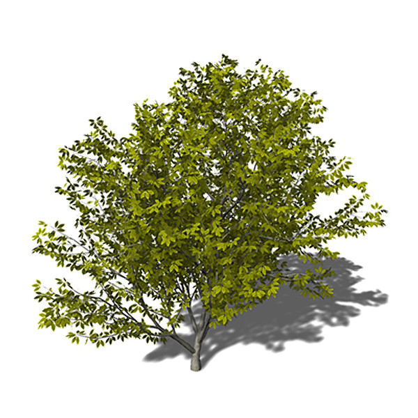 xfrogplants nikko maple tree 3d 3ds - XfrogPlants Nikko Maple by xfrog
