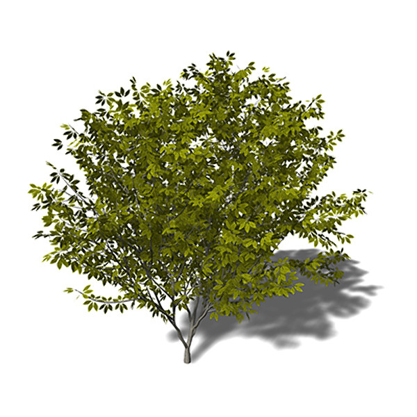 xfrogplants nikko maple tree 3d 3ds - XfrogPlants Nikko Maple by xfrog