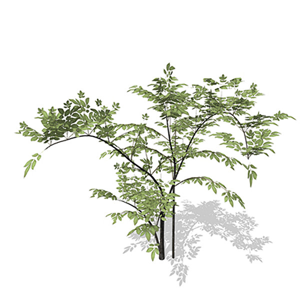 xfrogplants elderberry plant 3d 3ds - XfrogPlants Elderberry by xfrog