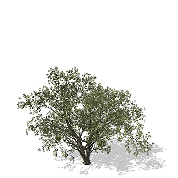 xfrogplants elderberry plant 3d 3ds - XfrogPlants Elderberry by xfrog