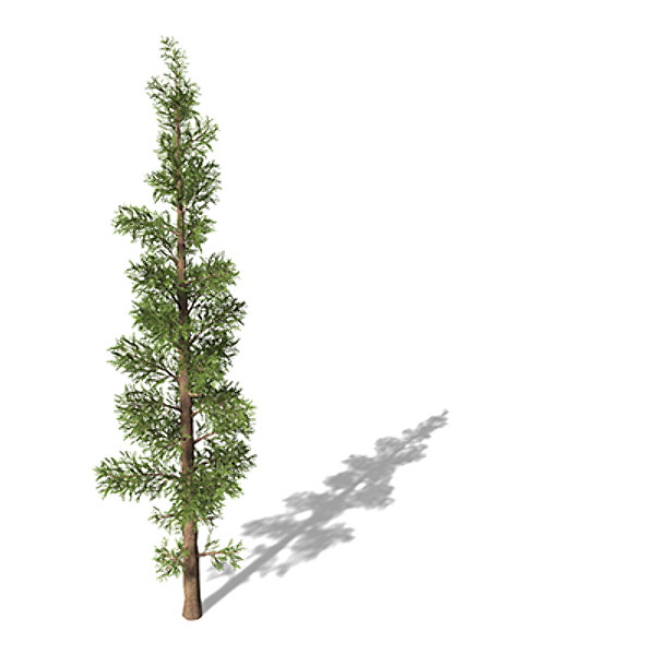 xfrogplants subalpine fir tree max - XfrogPlants Subalpine Fir by xfrog