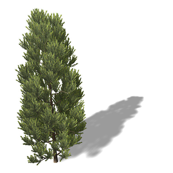 3d xfrogplants pinyon pine tree model - XfrogPlants Pinyon Pine by xfrog