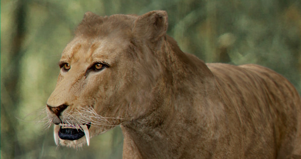 3d sabretooth fur animation - Animated SabreTooth by NONECG