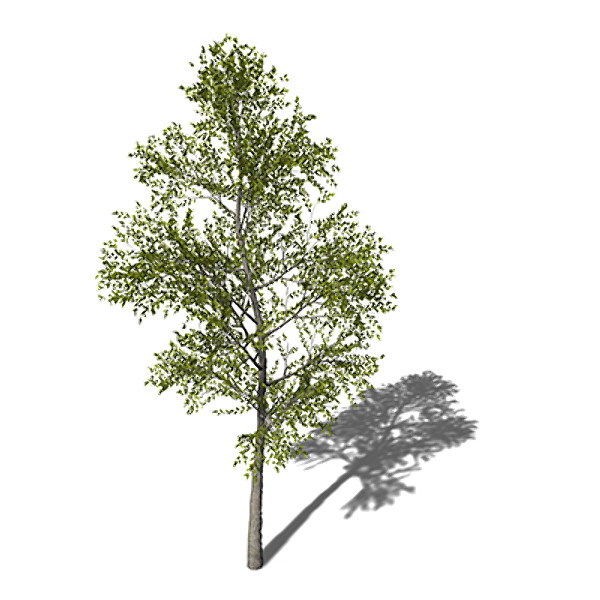 3ds xfrogplants japanese hop hornbeam - XfrogPlants Japanese Hop Hornbeam by xfrog