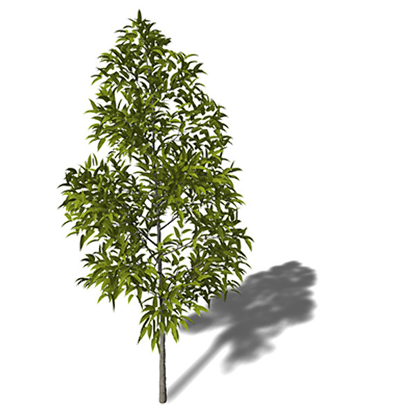 3ds xfrogplants japanese hop hornbeam - XfrogPlants Japanese Hop Hornbeam by xfrog