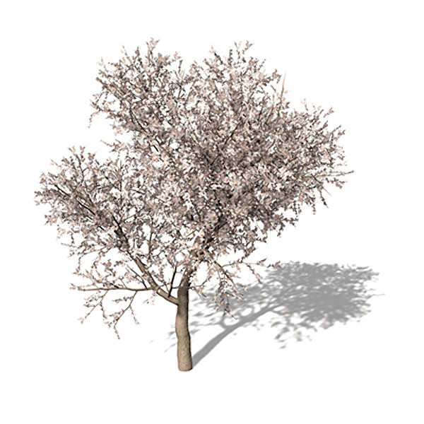 3d model xfrogplants blossoming apricot tree - XfrogPlants Blossoming Apricot Tree by xfrog