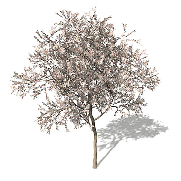 3d model xfrogplants blossoming apricot tree - XfrogPlants Blossoming Apricot Tree by xfrog
