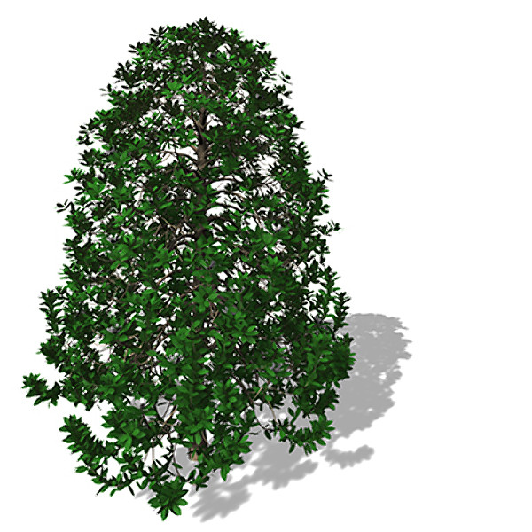 3ds max xfrogplants southern magnolia tree - XfrogPlants Southern Magnolia by xfrog