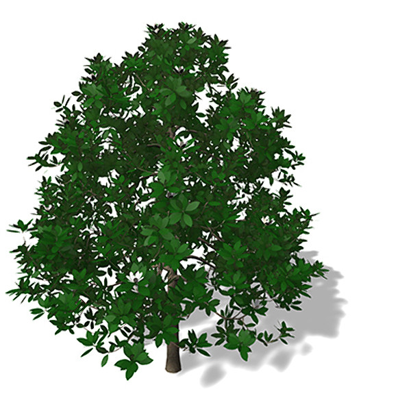 3ds max xfrogplants southern magnolia tree - XfrogPlants Southern Magnolia by xfrog
