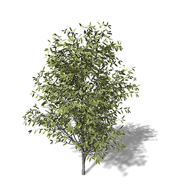 3d model xfrogplants sweet chestnut tree - XfrogPlants Sweet Chestnut by xfrog