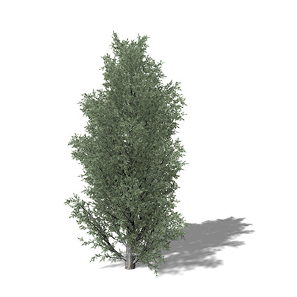 3d xfrogplants common juniper tree model - XfrogPlants Common Juniper by xfrog