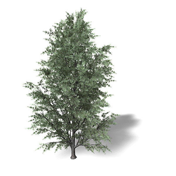 3d xfrogplants common juniper tree model - XfrogPlants Common Juniper by xfrog