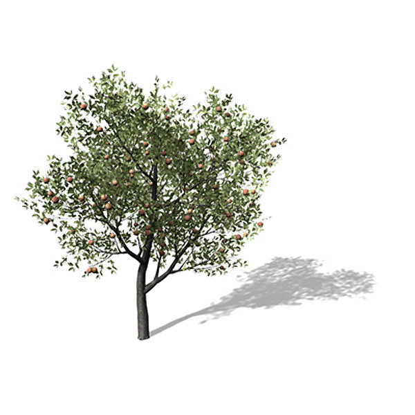xfrogplants peach tree 3d 3ds - XfrogPlants Peach Tree by xfrog
