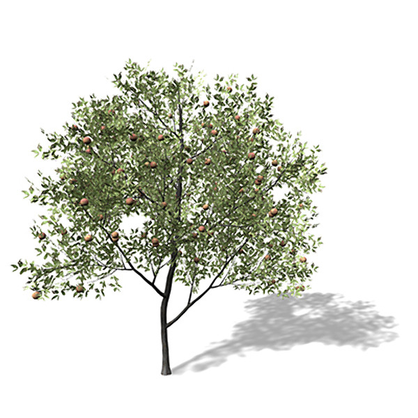 xfrogplants peach tree 3d 3ds - XfrogPlants Peach Tree by xfrog