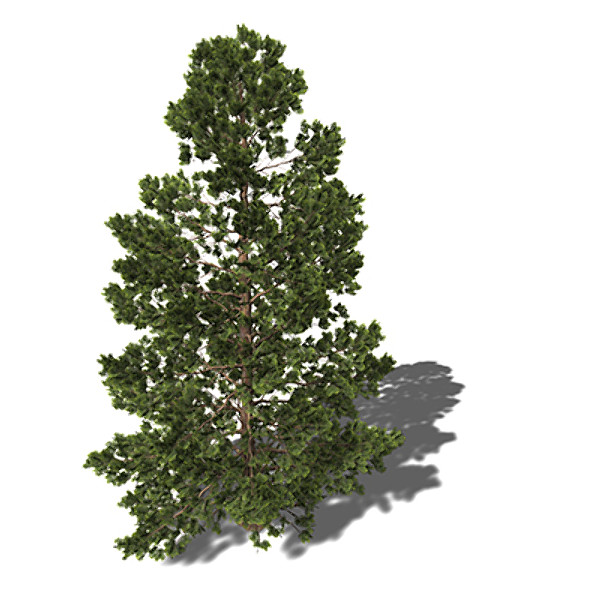 max xfrogplants hinoki falsecypress tree - XfrogPlants Hinoki Falsecypress by xfrog
