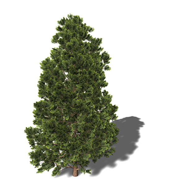 max xfrogplants hinoki falsecypress tree - XfrogPlants Hinoki Falsecypress by xfrog