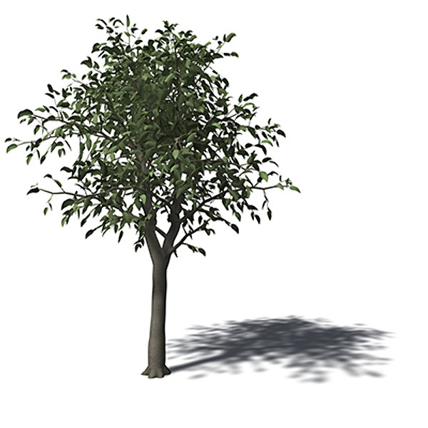 3d model xfrogplants river wild pear - XfrogPlants River Wild Pear by xfrog