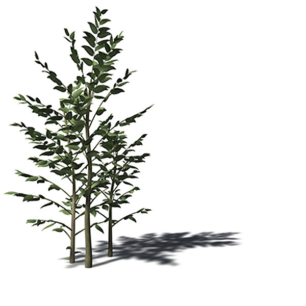 3d model xfrogplants river wild pear - XfrogPlants River Wild Pear by xfrog