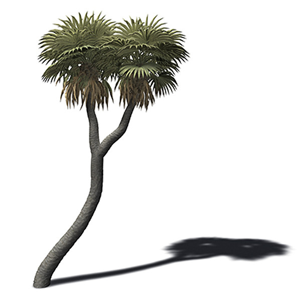xfrogplants african doum palm 3d model - XfrogPlants African Doum Palm by xfrog