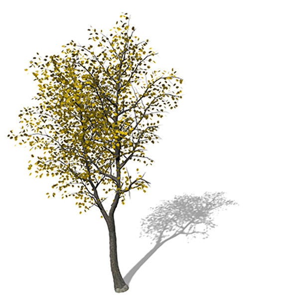 xfrogplants autumn sycamore maple 3d model - XfrogPlants Autumn Sycamore Maple by xfrog