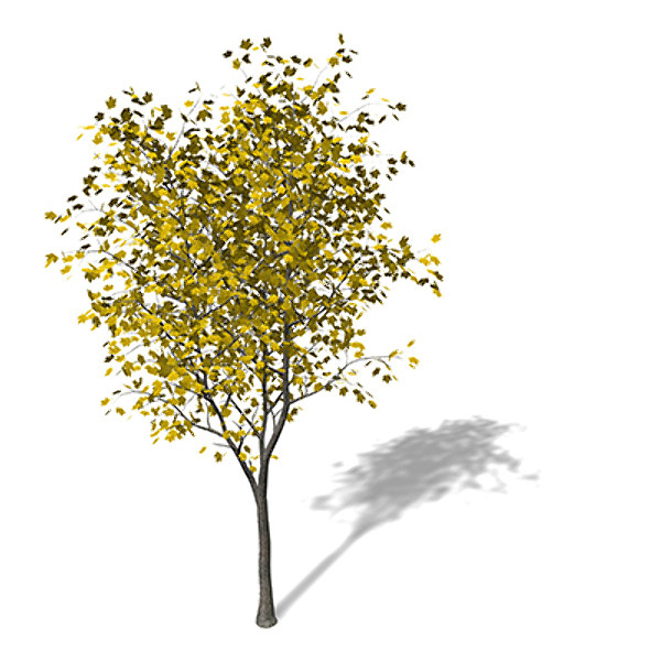 xfrogplants autumn sycamore maple 3d model - XfrogPlants Autumn Sycamore Maple by xfrog