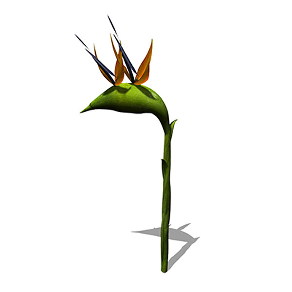 xfrogplants bird paradise plant 3d model - XfrogPlants Bird of Paradise by xfrog
