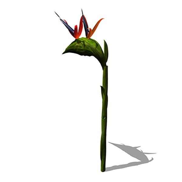 xfrogplants bird paradise plant 3d model - XfrogPlants Bird of Paradise by xfrog