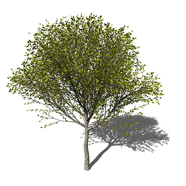 maya xfrogplants japanese zelkova tree - XfrogPlants Japanese Zelkova by xfrog